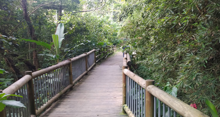 Puente peatonal en el parque lineal la heliodora