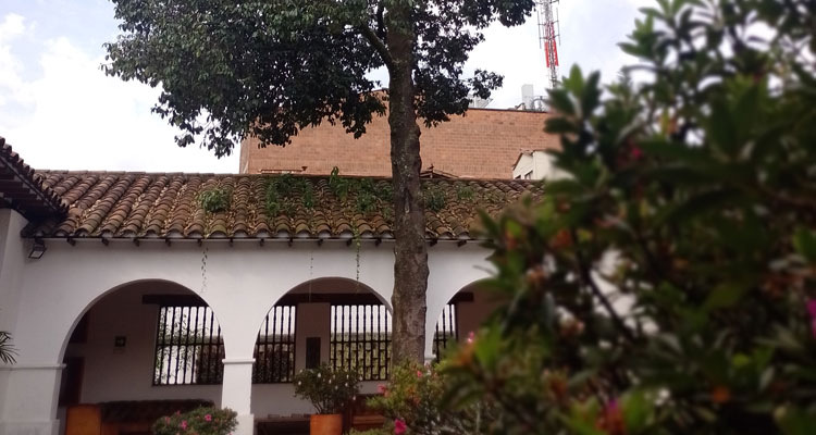 Arbol madroño en la casa de la cultura Manuel Uribe Restrepo