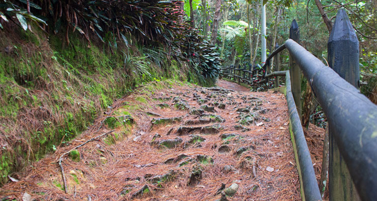 camino para senderismo - parque el dorado