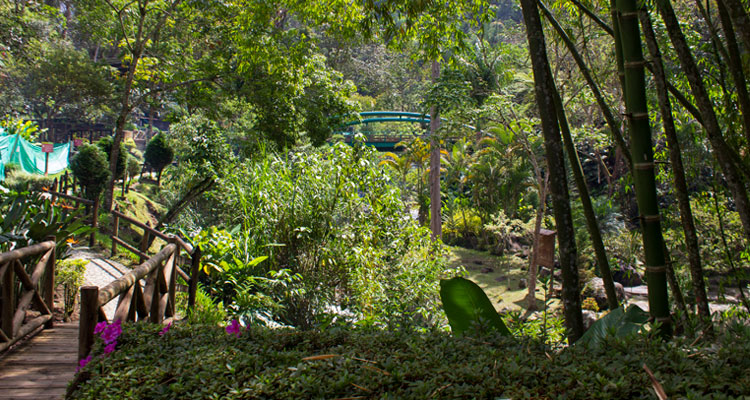 flora del parque el dorado envigado