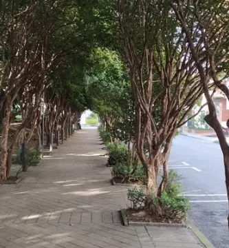 tunel verde con arbol jaboticaba