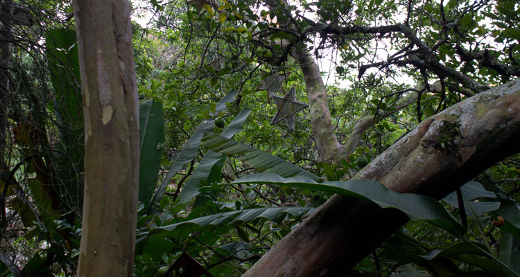 zona arborea del parque ambiental la Guayacana
