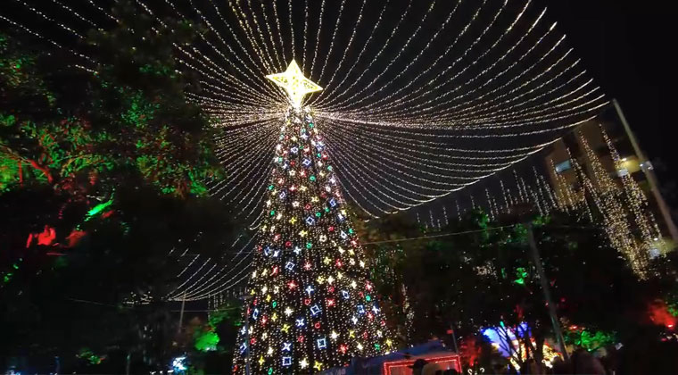 arbol-gigante-en-el-parque-envigadeno