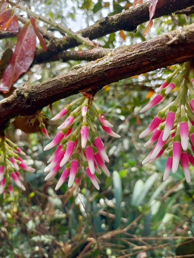 Flores silvestres nativas tipo campana en el bosque de niebla de La Castellana Envigado