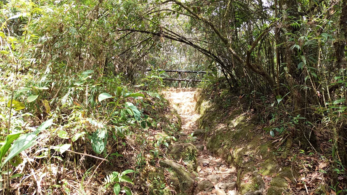 Sendero ecológico rodeado de bambú y vegetación hacia el mirador en la Reserva San Sebastián de La Castellana Envigado
