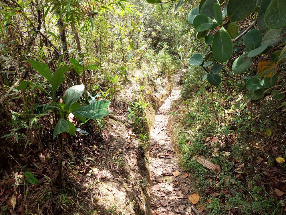 Camino prehispánico empedrado en medio de la densa vegetación de la Reserva La Castellana
